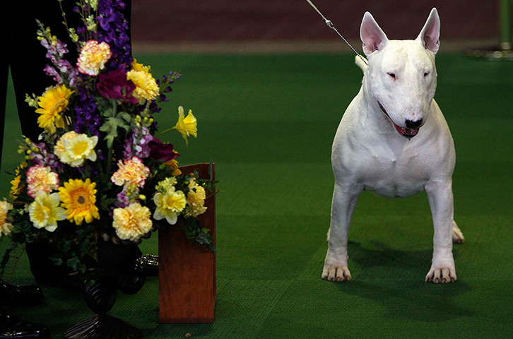 Westminster dog show: A Miniature Bull Terrier named Kid 