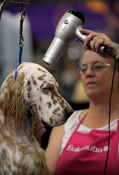 Westminster dog show: Cash, an English Setter, gets a blow dry