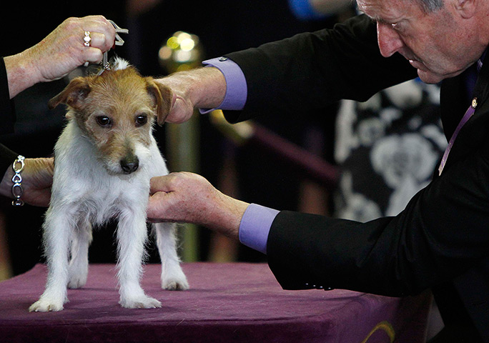 Westminster dog show: Judge David Alexander inspects a Russell terrier 