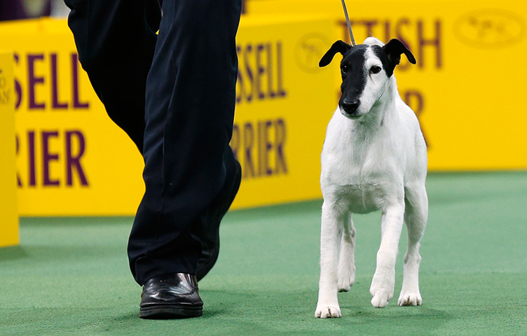 Westminster dog show: A handler walks Adam, a Smooth Fox Terrier