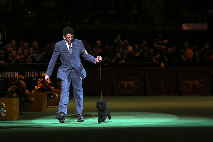 Westminster dog show: Ernesto Lara presents Banana Joe