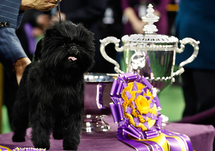 Westminster dog show: Banana Joe, an Affenpinscher, stands beside its trophy