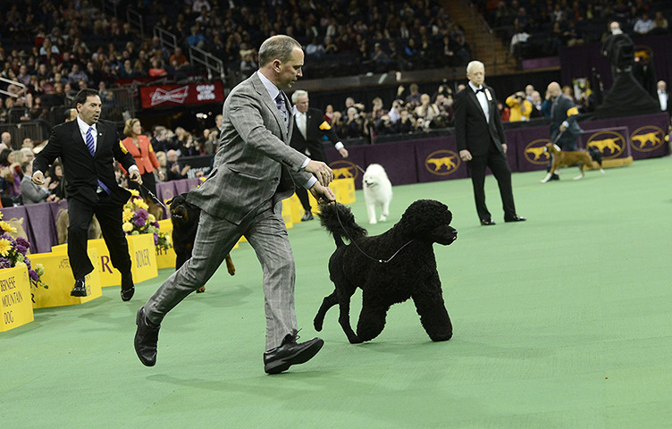 Westminster dog show: Matisse, a Portuguese Water Dog is led for judging 