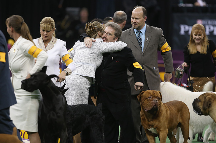 Westminster dog show: Westminster Kennel Club Dog Show Crowns King Of The Canines