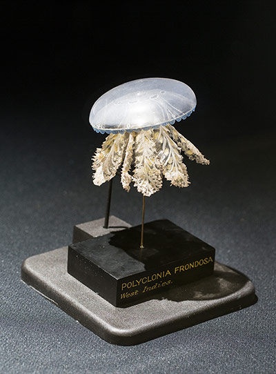 Rosemarie Trockel: Polyclonia frondsosa, circa 1876