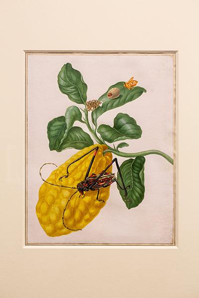 Rosemarie Trockel: A citron with a moth and a harlequin beetle