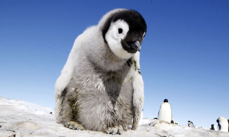 Penguins - Spy in the Huddle