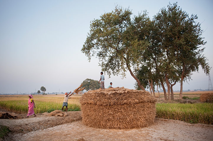 Original Observer: Rice #2