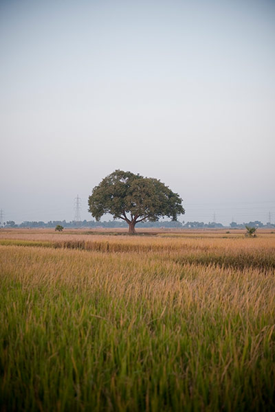 Original Observer: A tree in the middle of rice fields