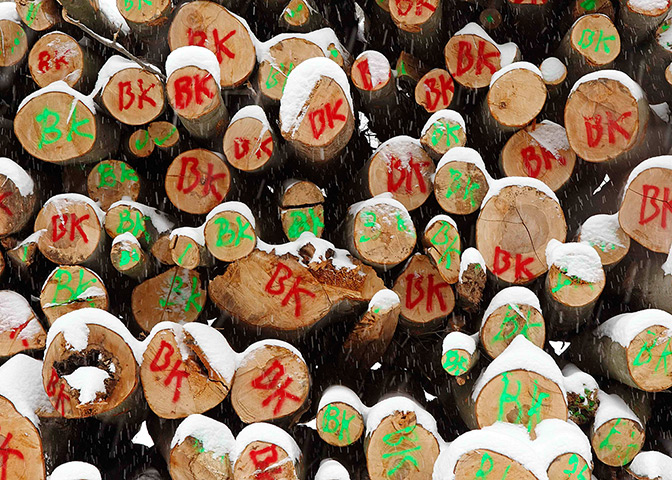 24 hours: Weidling, Austria: Timber is covered with snow 