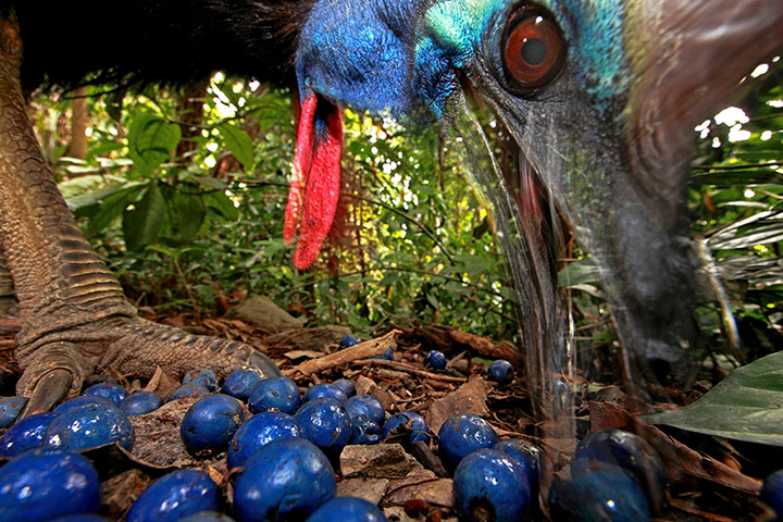 Week in wildlife:  endangered Southern Cassowary