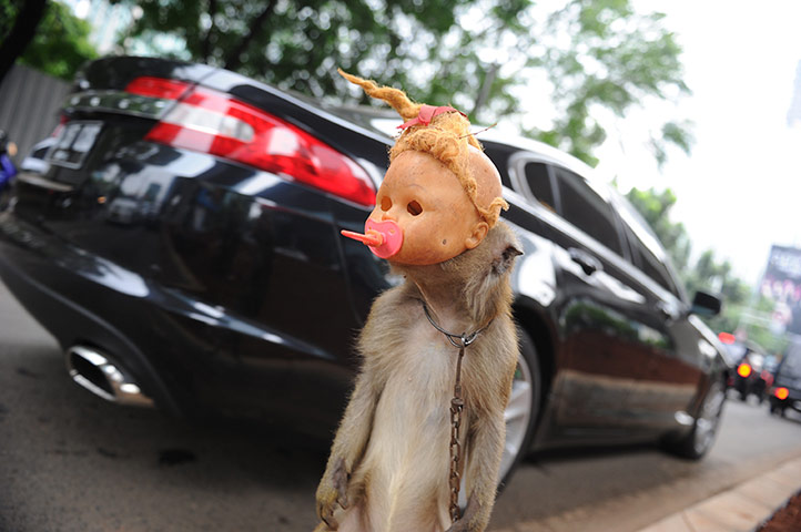 Week in wildlife: macaque monkey nicknamed 