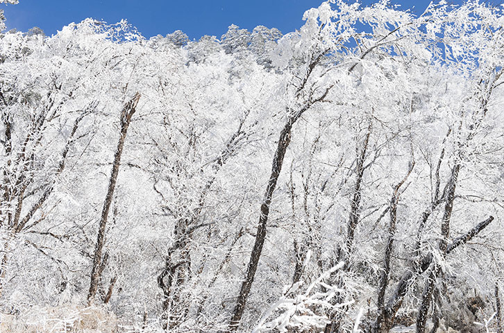 Week in wildlife: Rime Scenary In China