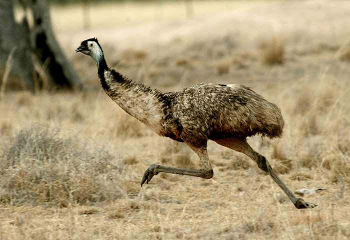 Week in wildlife:  emu running across grazing land near the outback town of Collie