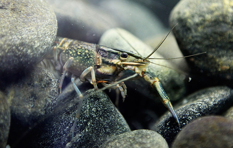 Week in wildlife: red claw crayfish at a local fish shop in Harare, Zimbabwe
