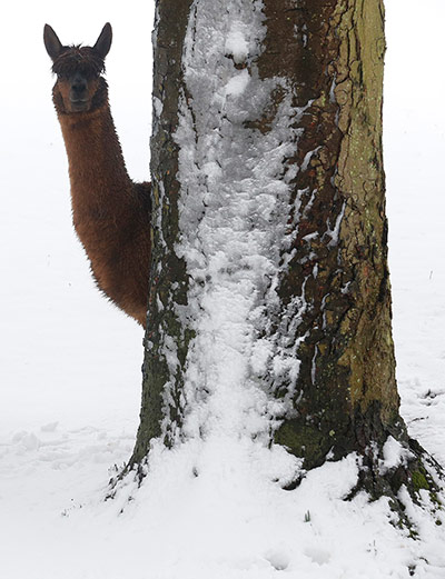 Week in wildlife: Alpaca look out from behind a tree i