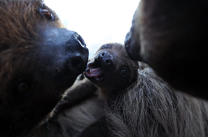 Week in wildlife: A 6-week old sloth baby plays with its m