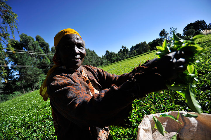 Fairtrade tea: Fairtrade tea