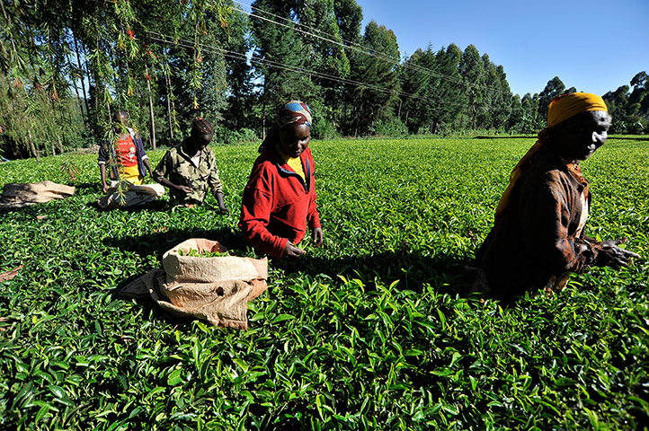 Fairtrade tea: Fairtrade tea