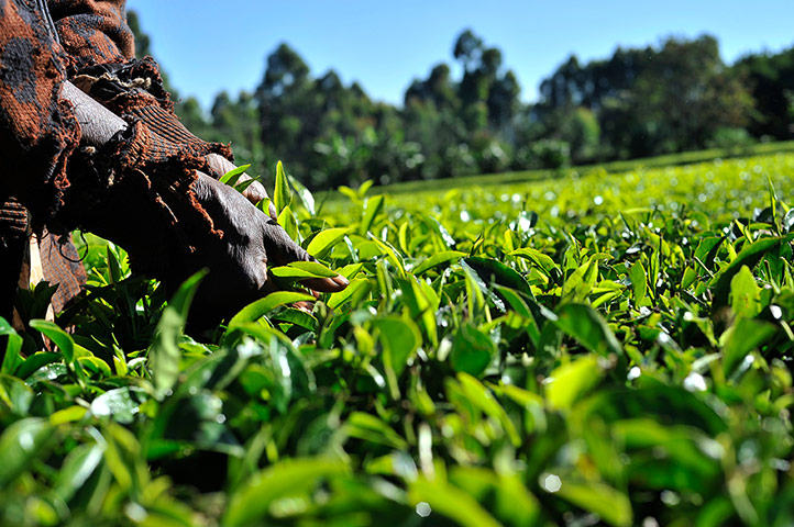 Fairtrade tea: Fairtrade tea