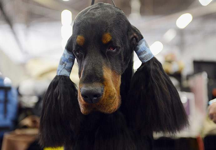 20 Photos: Teddy, a Gordon Setter, is groomed at the Westminster Dog Show, in New York