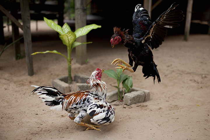 24 hours: Tanjung Labian, Borneo: Cocks fight