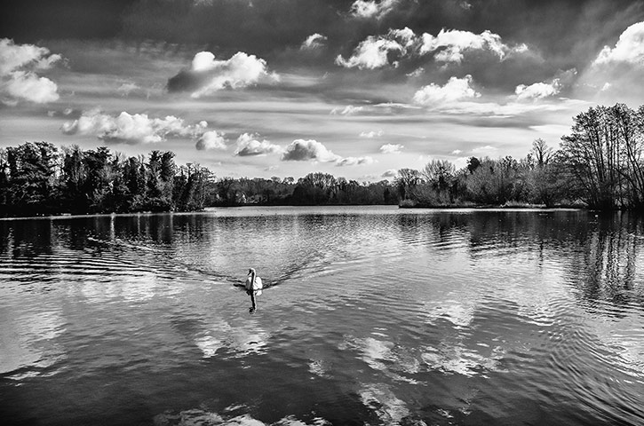 Your Pictures - Flow: black and white picture of swan gliding on water