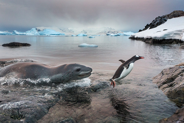 Leopard seal gallery: A Leopard seal chases a Gentoo penguin