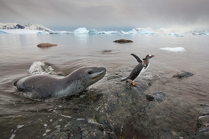 Leopard seal gallery: Hunting With A Leopard Seal