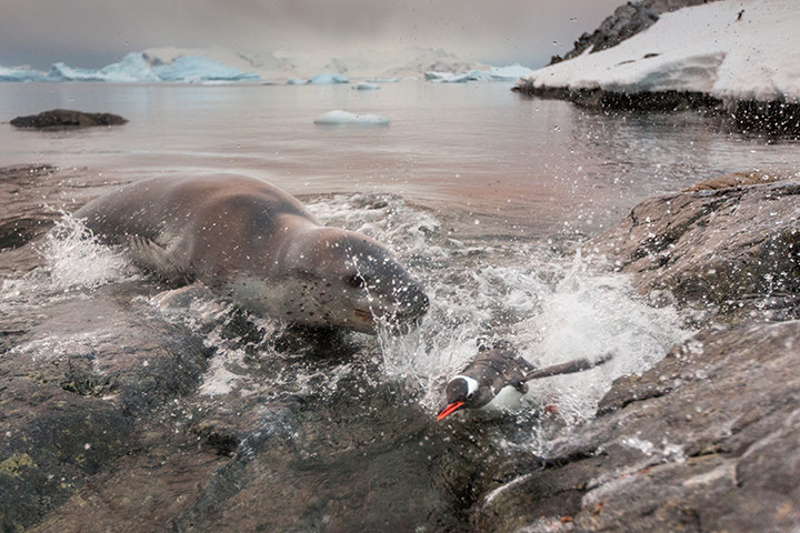 Leopard seal gallery: A leopard seal chases a Gentoo penguin