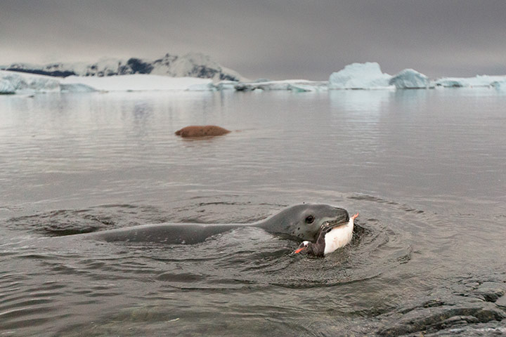 Leopard seal gallery: A Leopard seal bites into a Gentoo penguin