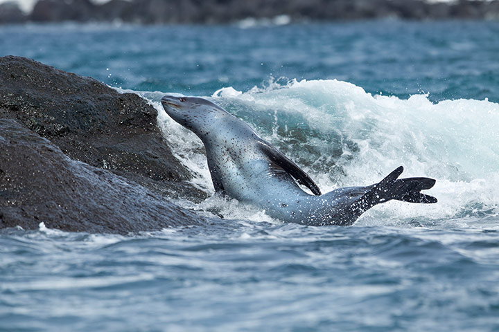 Leopard seal gallery: A Leopard seal emerges from the water