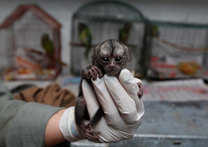 24 hours in pictures: A 15-day-old night monkey sits in a veterinarian's palm