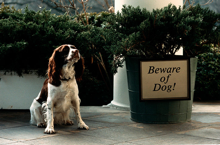 First Dogs: First Dogs