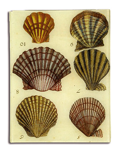 Wish List: Shells tray £95, The Conran shop