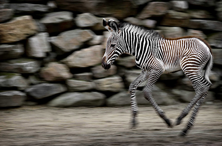 24 hours: Amsterdam, The Netherlands: A newborn zebra on its first day outside