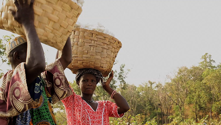 Fairtrade: Harvest time at the Village of Thiekouthian
