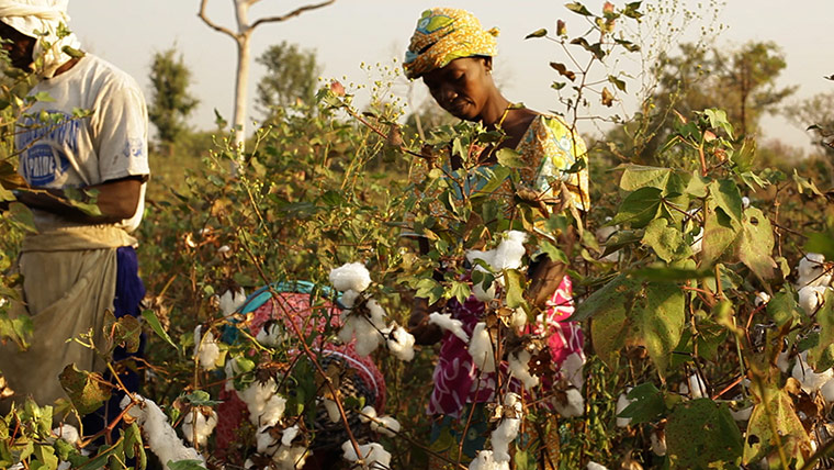 Fairtrade: Harvest time at the Village of Thiekouthian