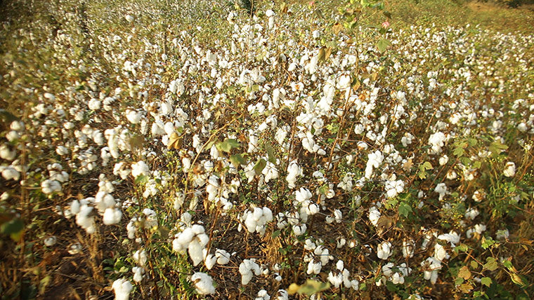 Fairtrade: Cotton fields near the Village of Thiekouthian