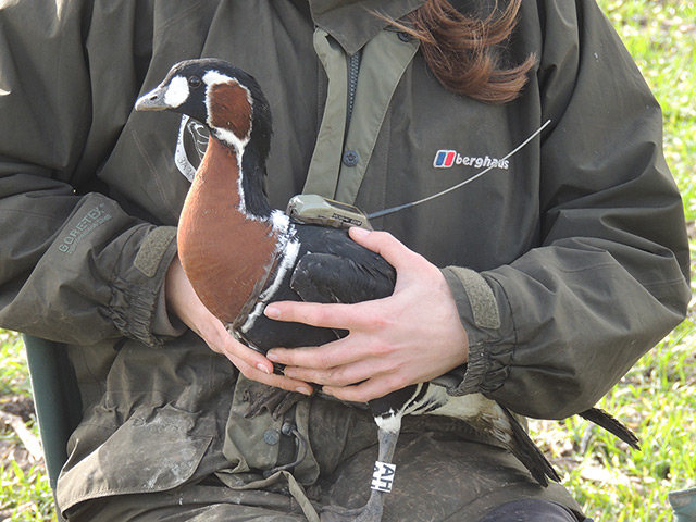 Week in wildlife: A Red-breasted goose fitted with satellite transmitter in Bulgaria
