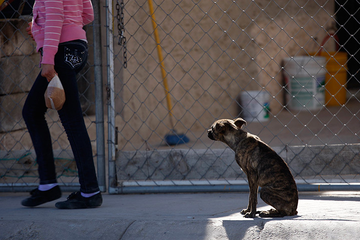 Week in wildlife: A stray dog sits on a sidewalk in Ciudad Juarez, Mexico