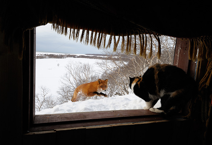 Week in wildlife: A cat chases away two foxes who tried to steal bacon 