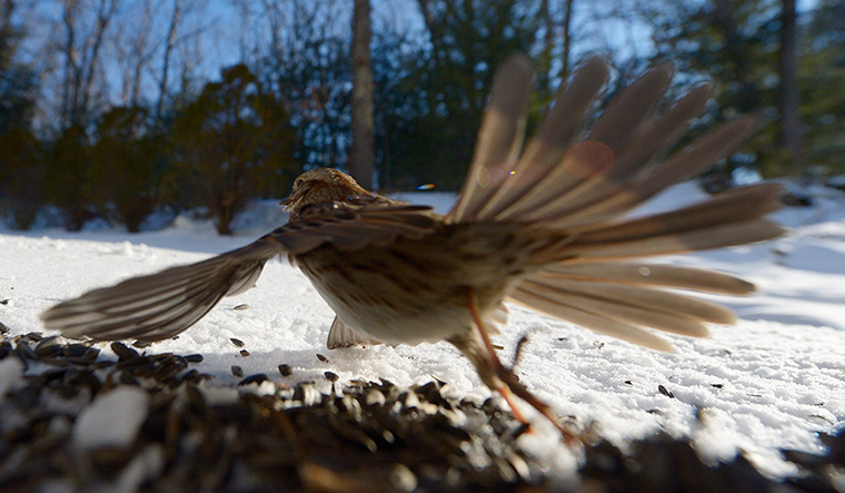 Week in wildlife: A song sparrow takes off with a seed in its mouth 