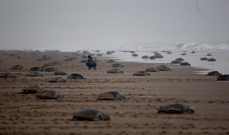 Week in wildlife: A wildlife research student takes pictures of the Olive Ridley turtles