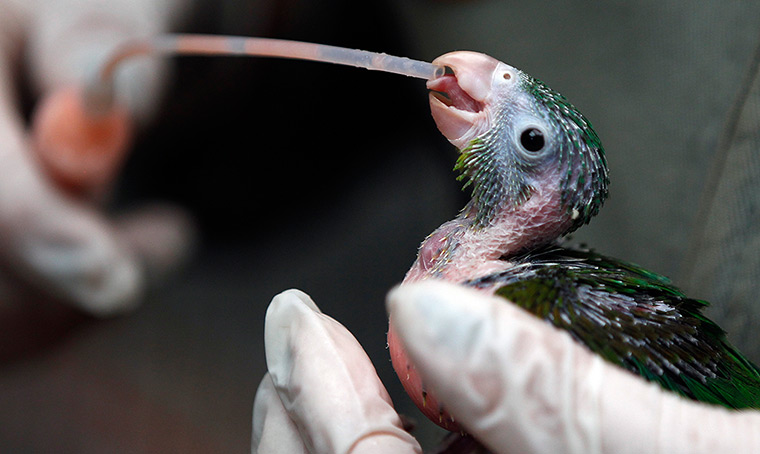 Week in wildlife: A young Brotogeris Jugularis or parakeet is fed by a veterinarian