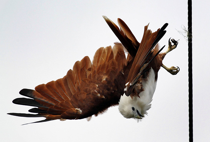 Week in wildlife: A red-backed sea eagle became entangled on overhead lines