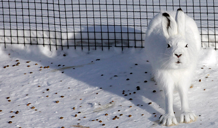 Week in wildlife: Tundra hare sits in an open-air enclosure at the Royev Ruchey zoo