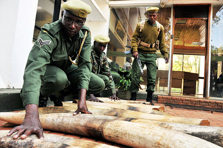 Week in wildlife: Kenya Wildlife Services (KWS) rangers move confiscated ivory in Nairobi