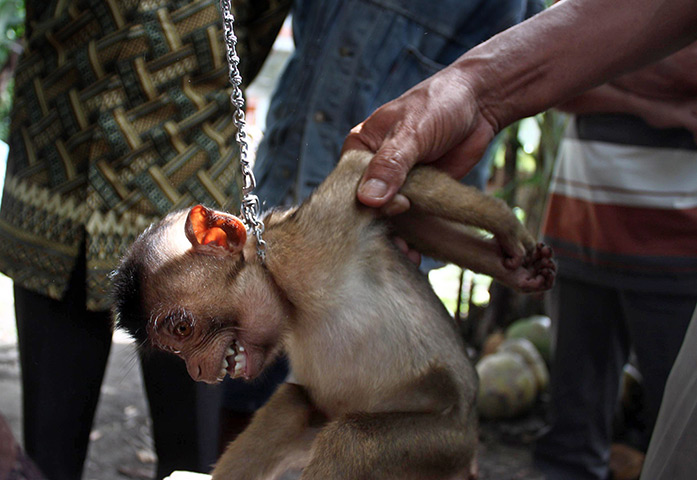 Week in wildlife: Indonesian men puts a chain onto a young pig-tailed macaque