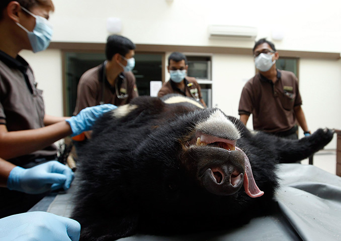 Week in wildlife: An Asiatic Black Bear, also known as the moon bear, receives a check-up